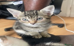 Domestic Shorthair cats for sale: 5-week-kittens - ready to leave at 8 weeks old  - Image 3