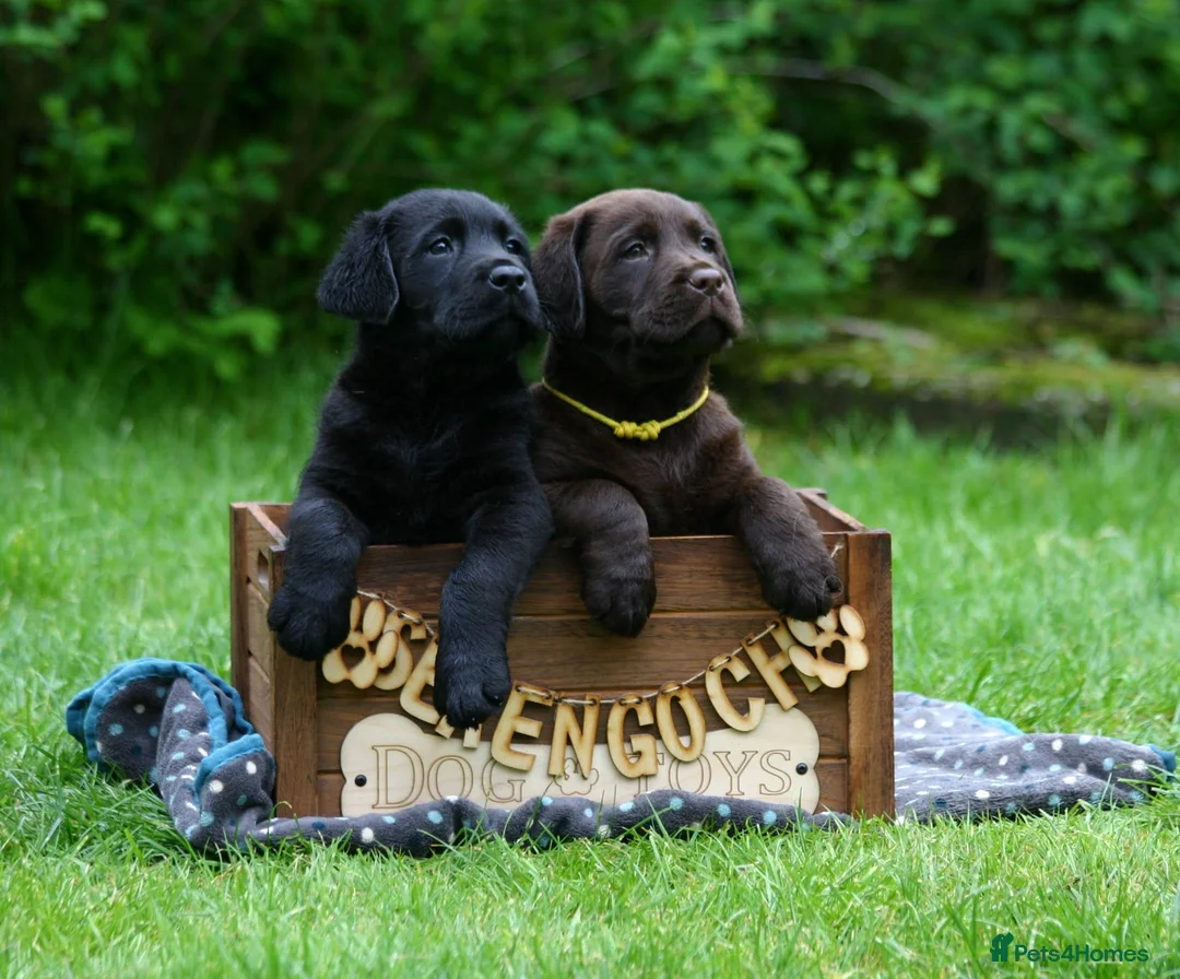 Labrador Retriever dogs for sale: RKC Registered Black Labrador Puppies in Llanwrtyd Wells - Advert 6