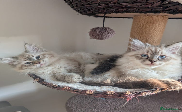 Siberian cats - Advert 2