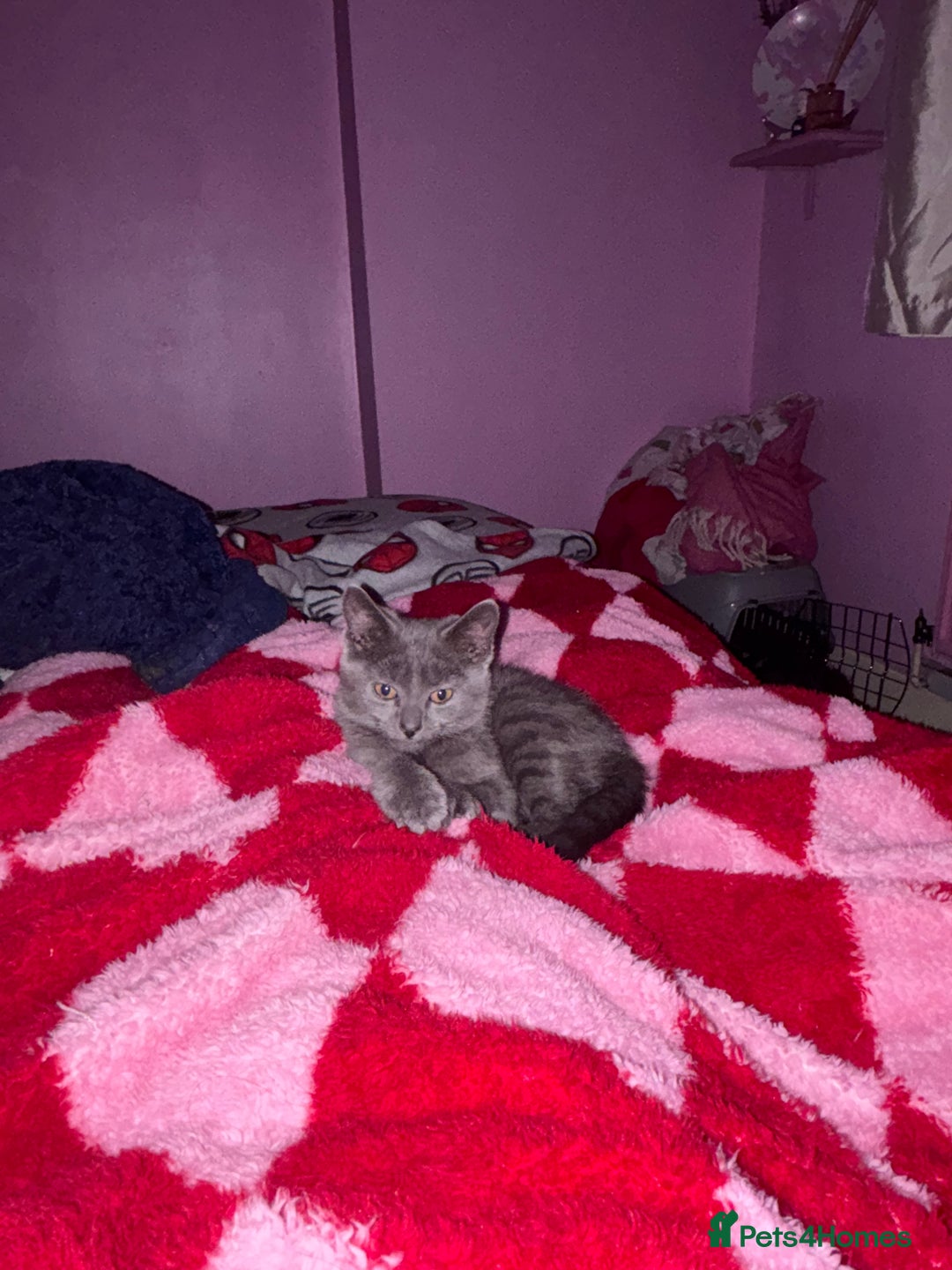 Russian Blue cats for sale: Beautiful female Russian blue  - Advert 2