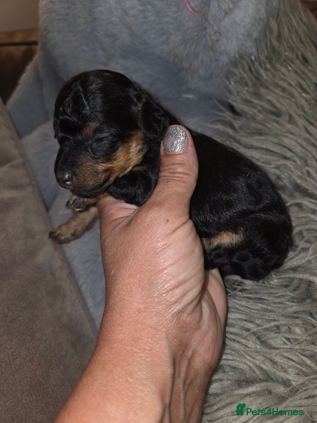 Toy Poodle dogs for sale: Beautiful Toy Poodle puppies - Image 9
