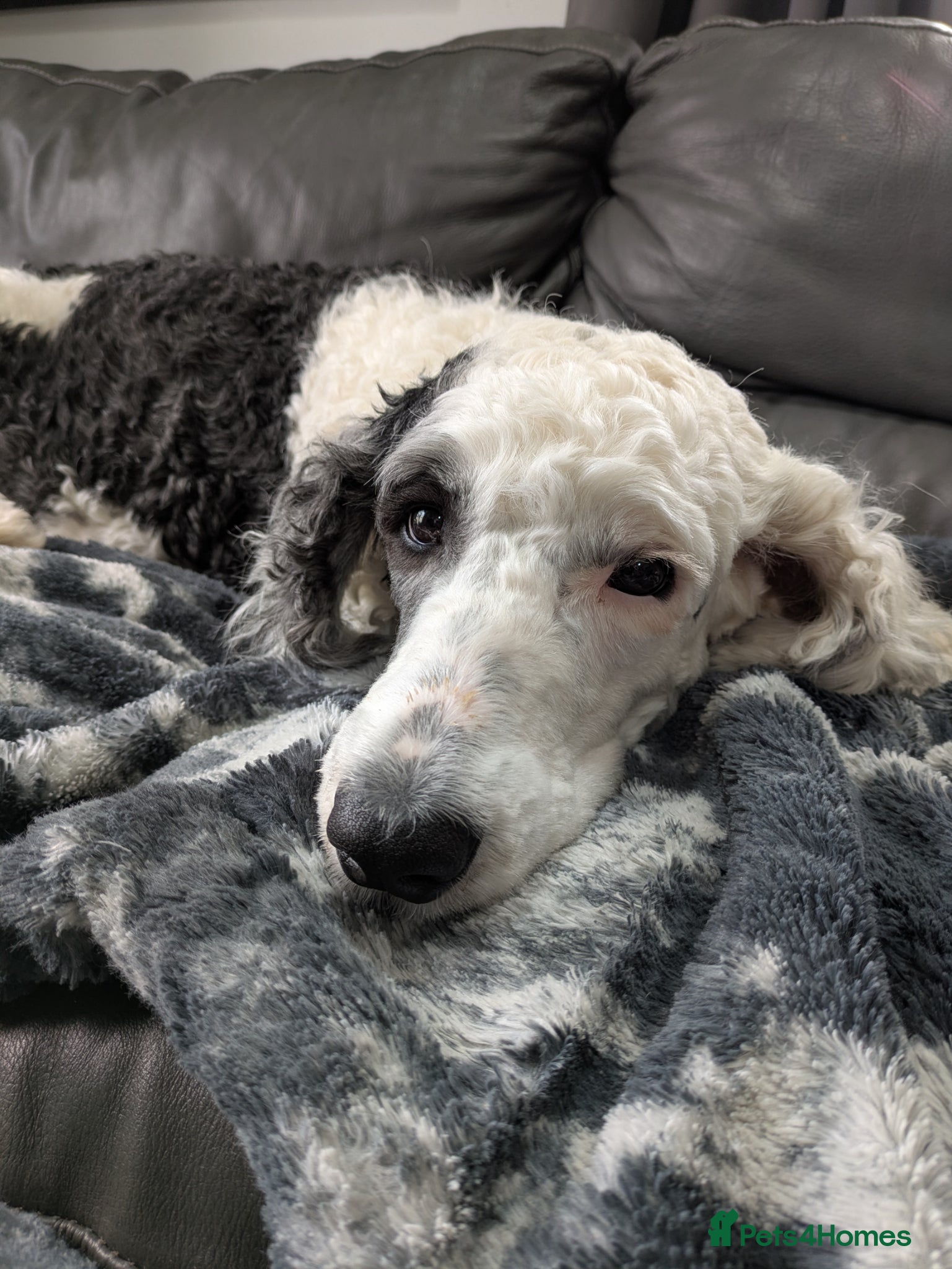 Sheepadoodle dogs Scrumptious Sheepadoodles - Advert 7