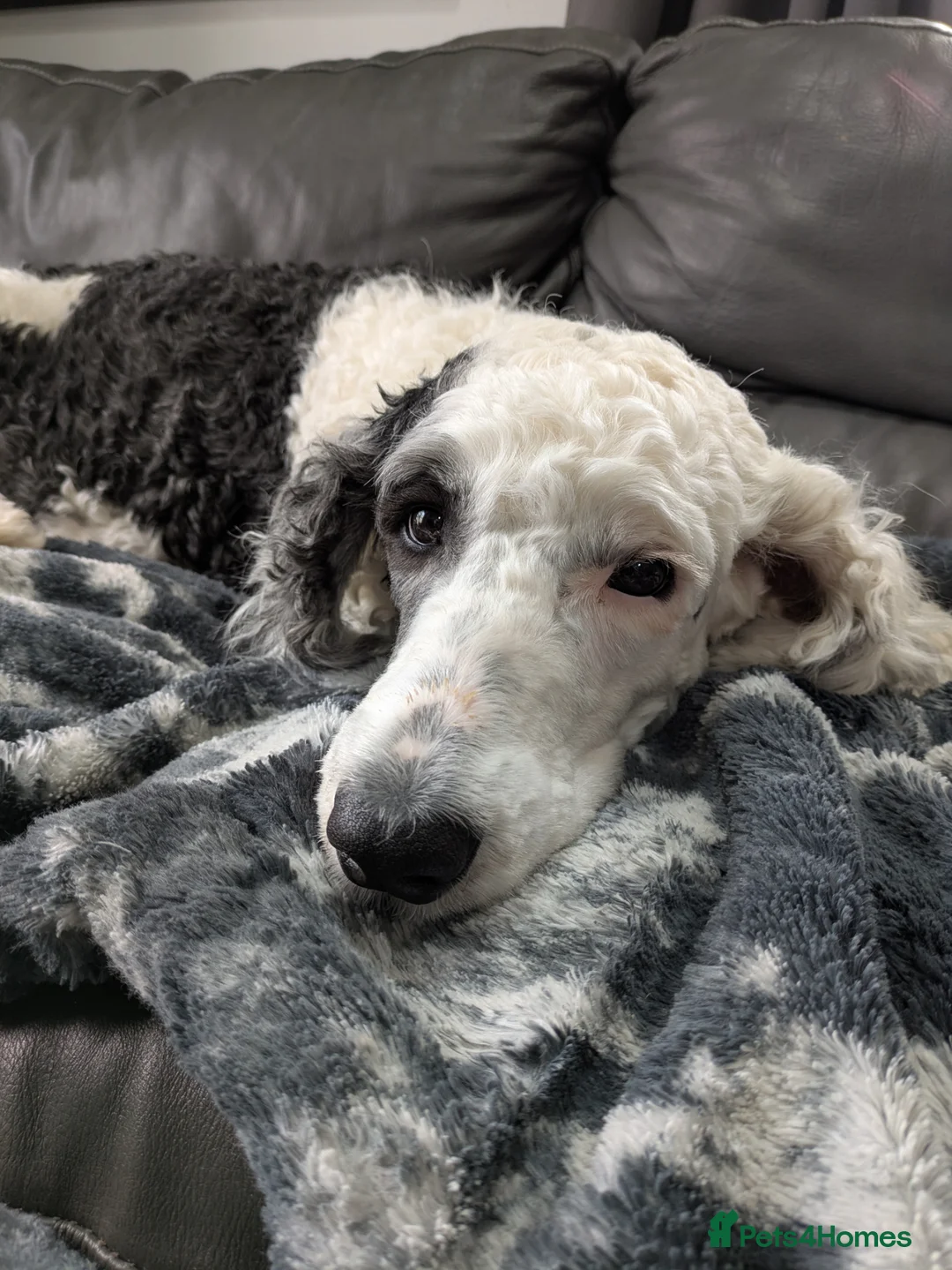 Sheepadoodle dogs for sale: Scrumptious Sheepadoodles - Advert 1