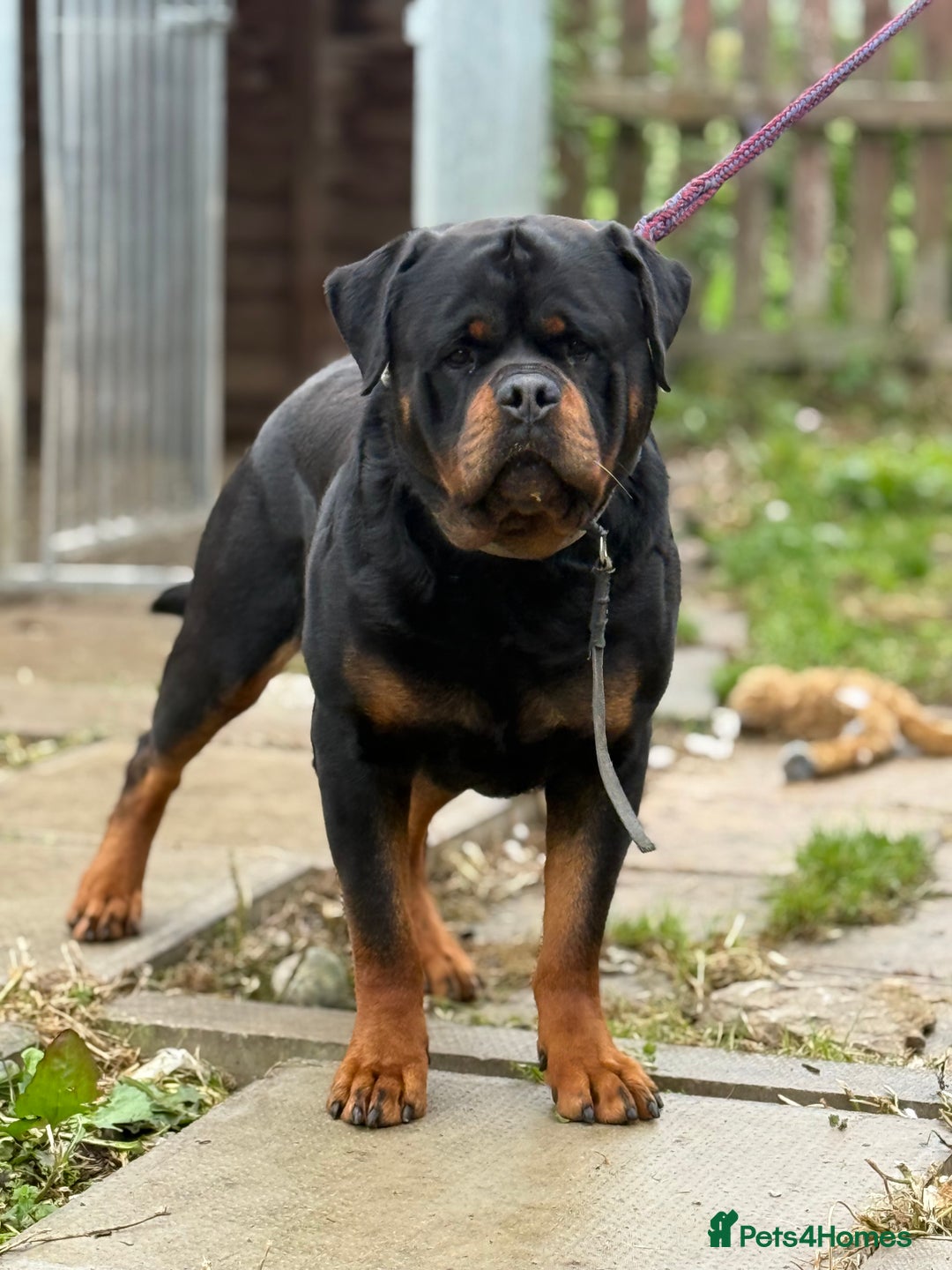 Rottweiler dogs for stud: Stunning KC registered fully health tested male   in Burnley - Advert 15