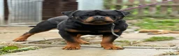 Rottweiler dogs for stud: Stunning KC registered fully health tested male   in Burnley - Advert 16