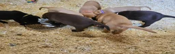 Labrador Retriever dogs for stud: Fox red stud dog  - Advert 13