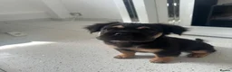 French Bulldog dogs for sale: Furbabys  - Advert 23