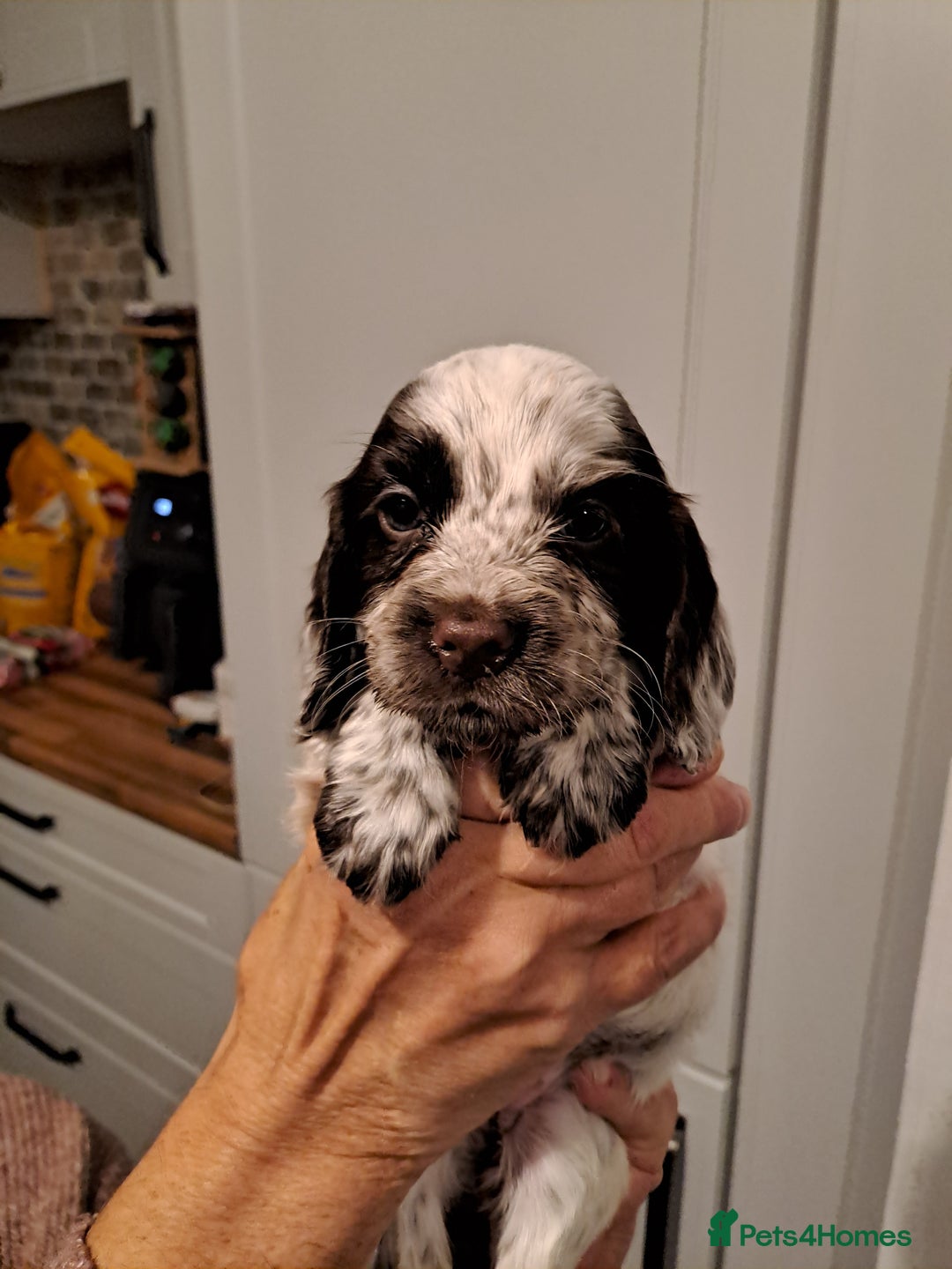Cocker Spaniel dogs for sale: Cocker spaniel pups - Advert 5