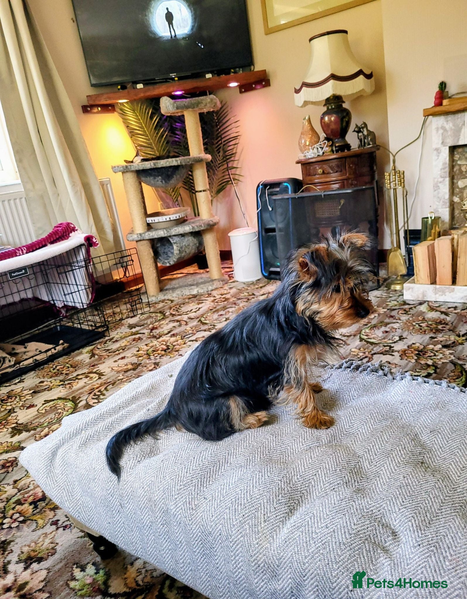 Yorkshire Terrier dogs Buddy is looking for forever home - Advert 8