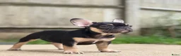 French Bulldog dogs for sale: REDUCED PRICE FOR WEEKEND KC REG FRENCH BULLDOG - Advert 10