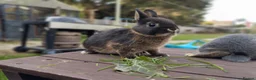 Netherland Dwarf rabbits for sale: Netherland dwarf (female) £100 each  - Advert 6