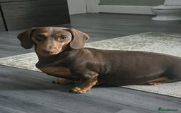 Dachshund dogs for sale: Standered dachunds. Only 2 remain - Image 1