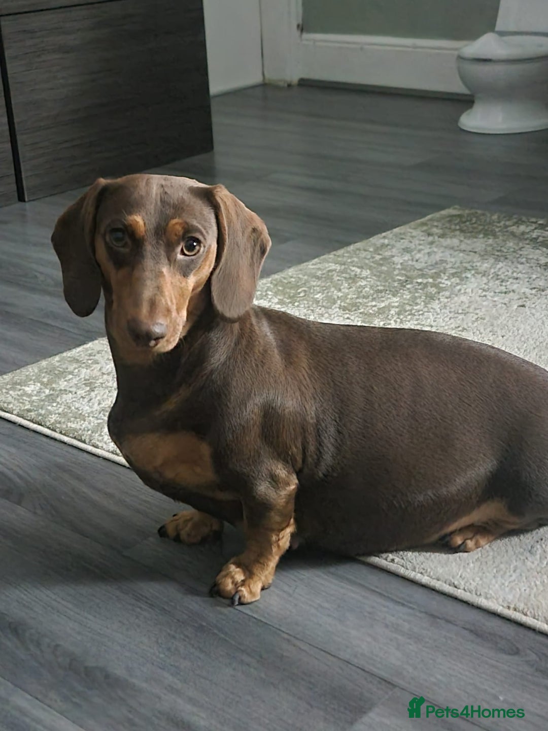 Dachshund dogs for sale: Standered dachunds. Only 2 remain - Image 1