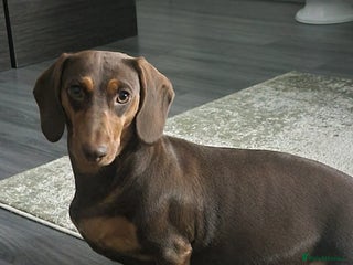 Dachshund dogs - Advert 35