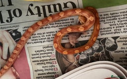 Corn Snake reptiles for sale: Baby corn snakes for rehoming in Witham - Image 6
