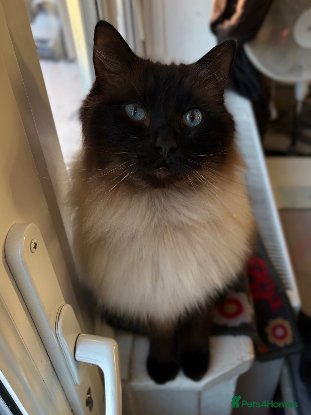 Ragdoll cats for sale: Sage - 4 year old Ragdoll - Advert 4