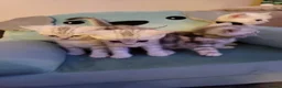British Shorthair cats for sale: Beautiful kittens – 2 Boys & 2 Girls Ready Now  - Advert 6
