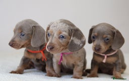 Miniature Dachshund dogs for sale: 🌟5StarsLicense+Holistic+KC+VetCheck+PRAClear - Image 19