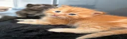 Mixed Breed cats for sale:     Healthy Playful Kittens - Advert 24