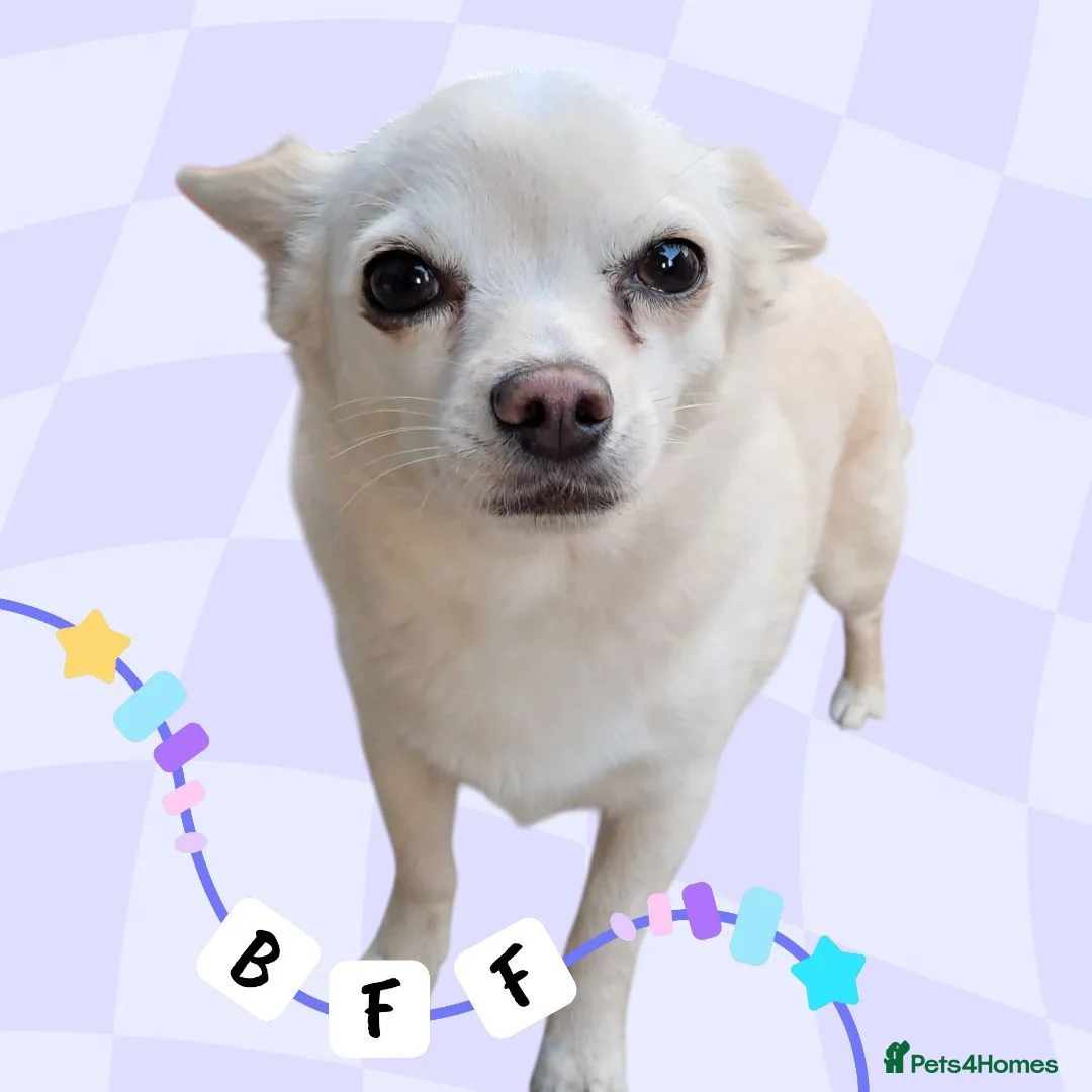 Jack Chi dogs for sale: Chi cross Jack male - Advert 2