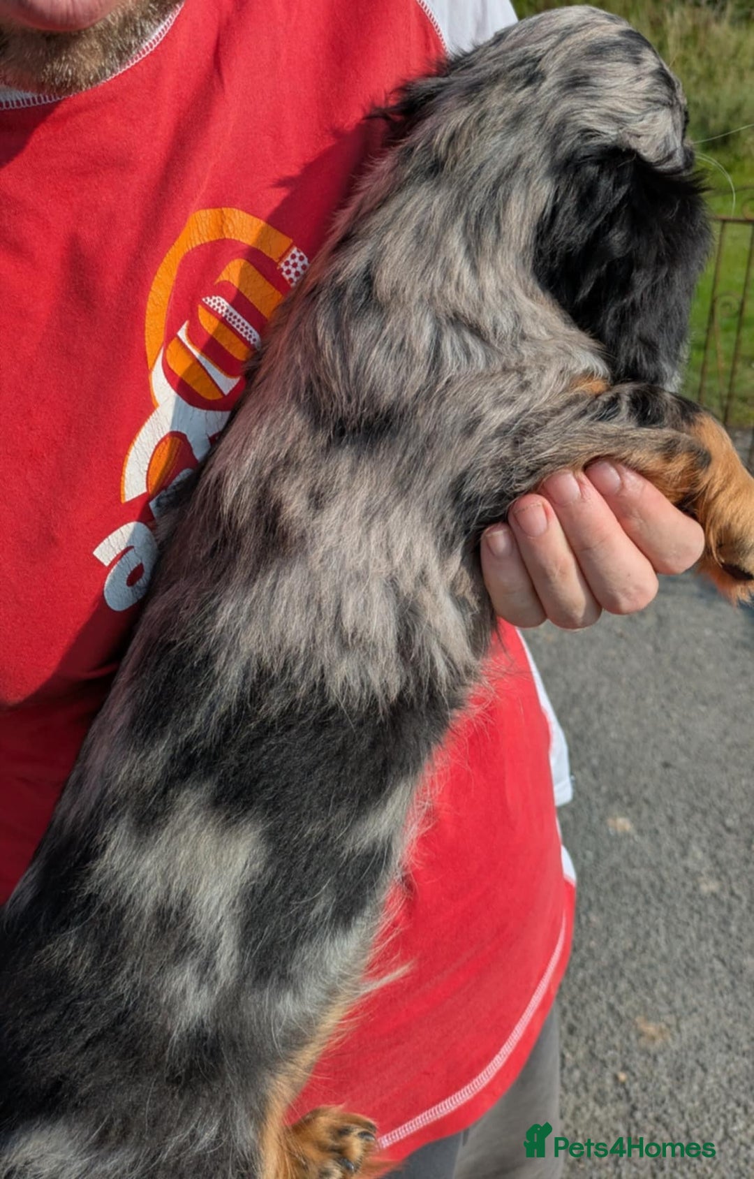 Dachshund dogs for sale: Standard Long Haired Dachshund - Image 4