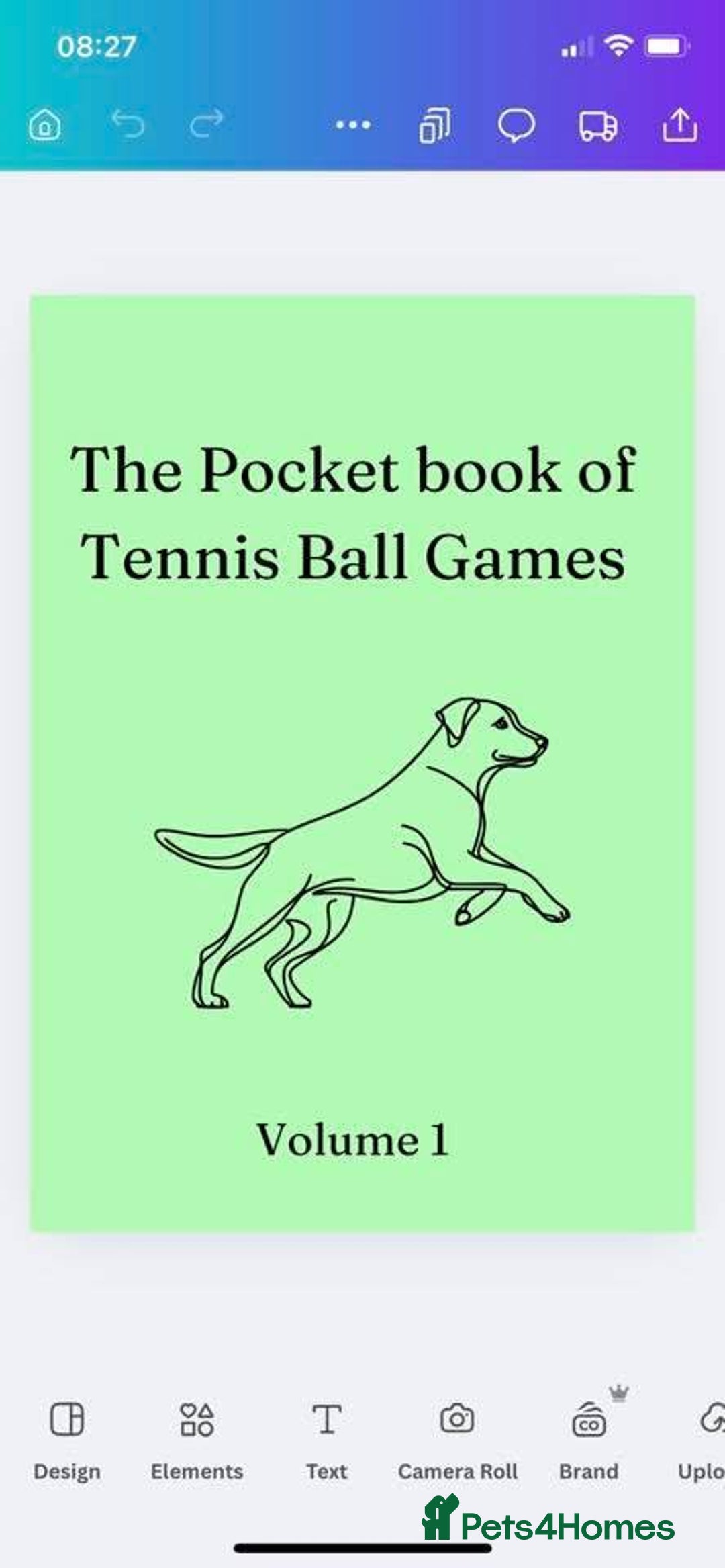 Labrador Retriever dogs for sale: Equal parts adventure and sofa buddies (Labradors) - Image 40