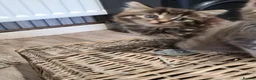 Mixed Breed cats for sale: Kittens  - Advert 7