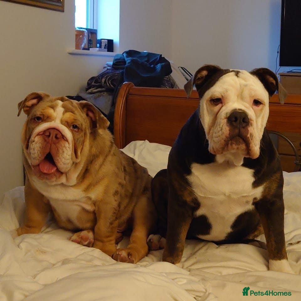 Mixed Breed dogs Beautiful merle bulldog puppies  - Advert 1