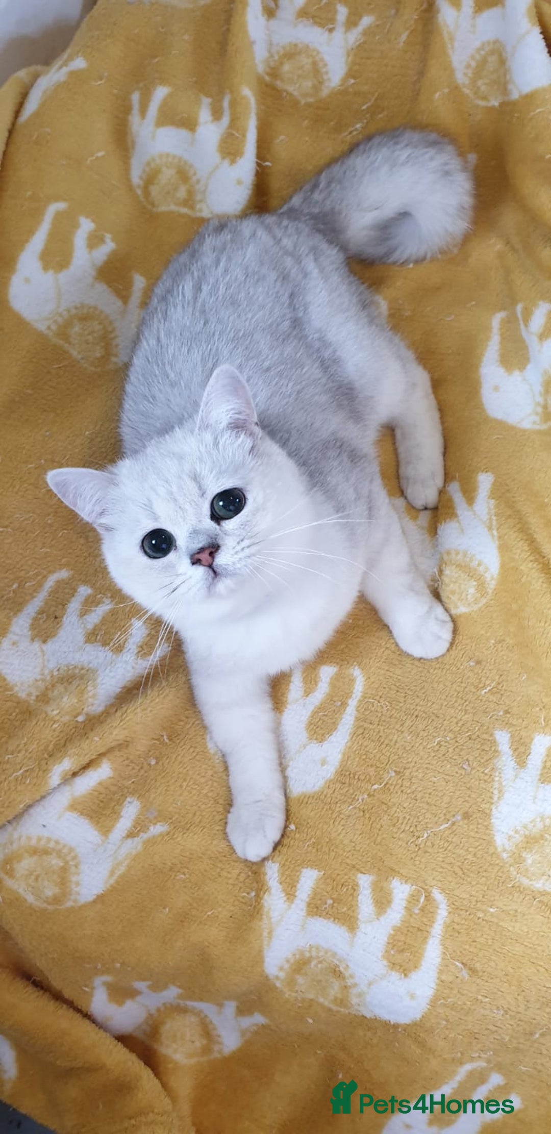 British Shorthair cats for sale: Lapcat GCCF Silver British Shorthair Kitten. in Lancaster - Image 3