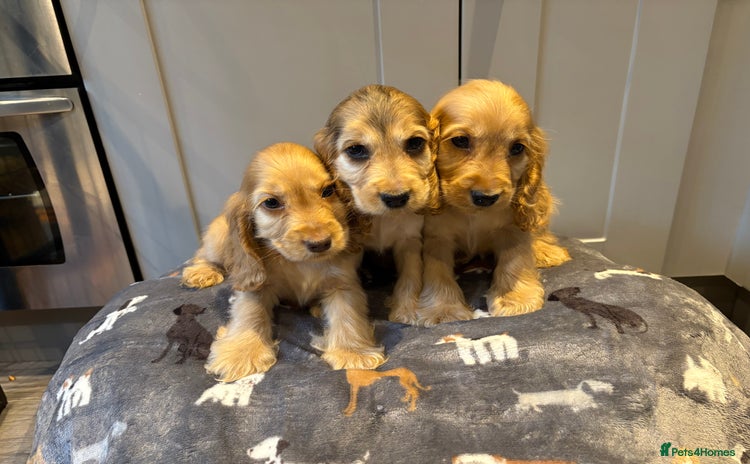 Cocker Spaniel dogs in Doncaster - Advert 7