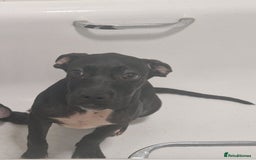 Mixed Breed dogs for sale: Cane corso x only one black girl available  in Paignton - Image 5