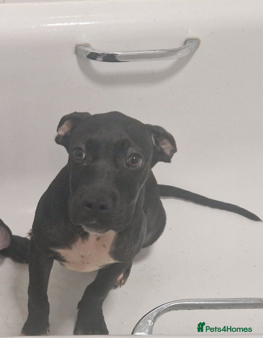 Mixed Breed dogs for sale: Cane corso x only one black girl available  in Paignton - Image 5