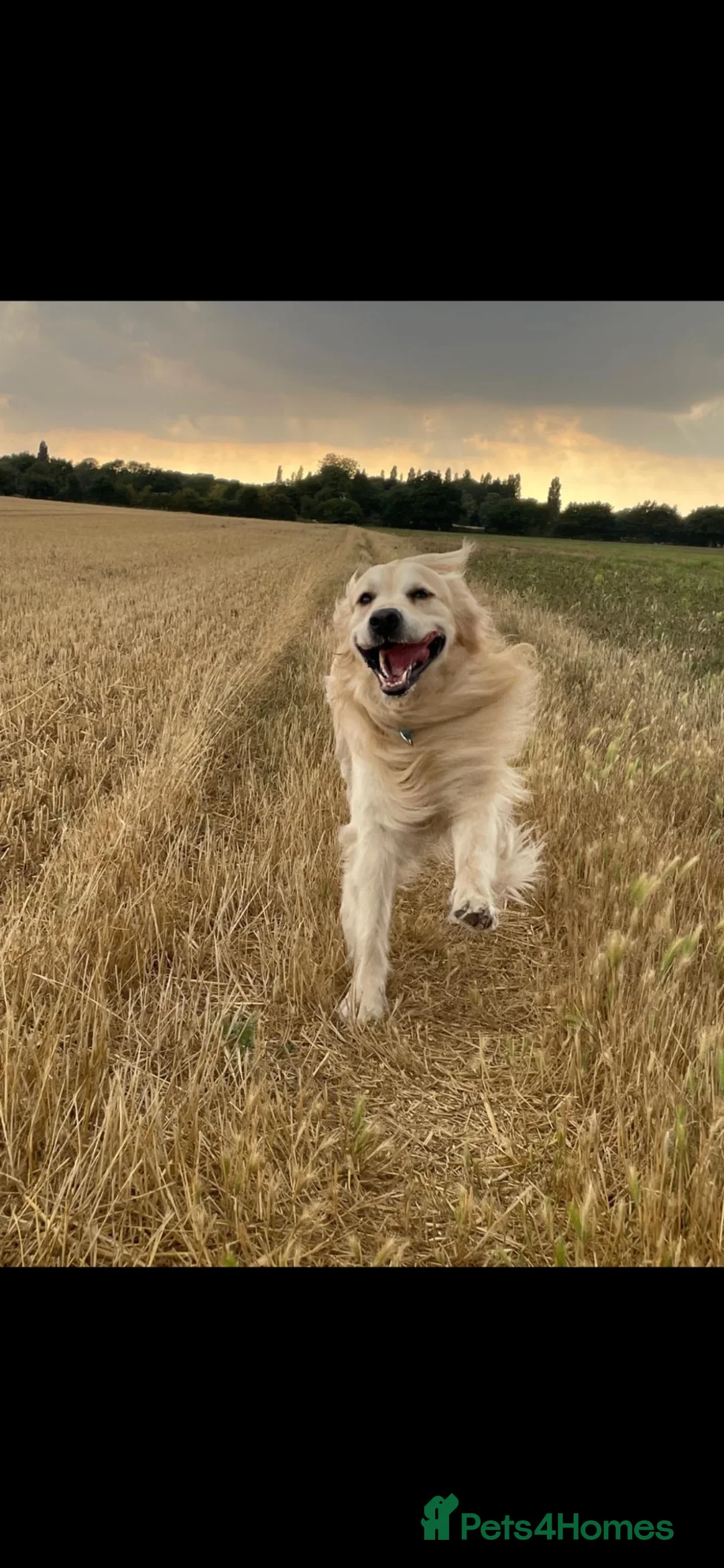Golden Retriever dogs for stud: Golden retriever stud proven  - Advert 2