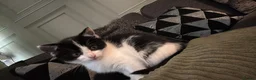 Mixed Breed cats for sale: Ready for new homes now  - Advert 3