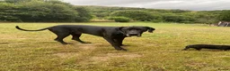 Great Dane dogs for sale: Great Dane puppies for sale - Advert 3