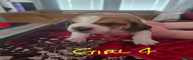 Basset Hound 4