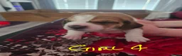 Basset Hound dogs for sale: Basset hound pups kc REG - Advert 5
