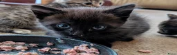 Mixed Breed cats for sale: Gorgeous Bengal X girls in Ellesmere - Advert 3