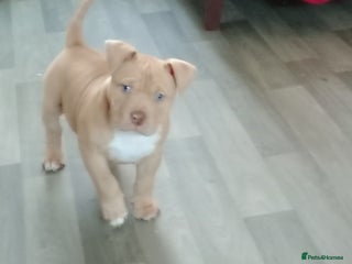 American Bully dogs American pocket bully - Advert 10