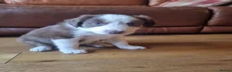 Border Collie dogs for sale: Red and white Tri colour puppies - Advert 10