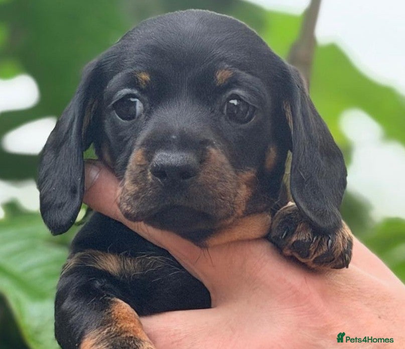 Miniature Dachshund dogs KC Reg mini smooth dachshunds available - Advert 1