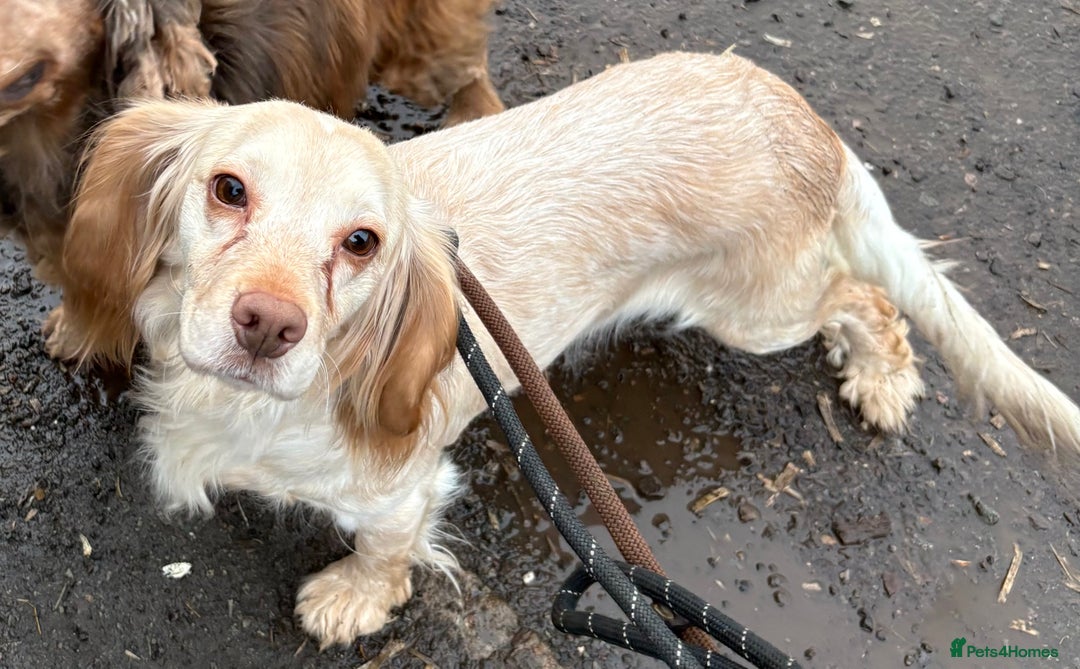 Cocker Spaniel dogs for sale: Working cocker spaniel  - Advert 1