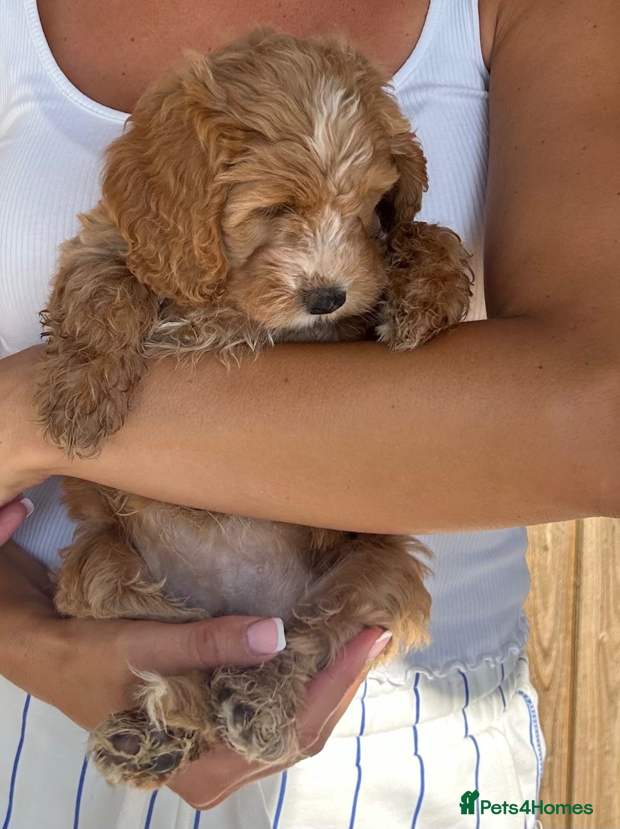 Cockapoo dogs Beautiful Cockerpoo puppies READYTOGO 2male3female - Advert 2