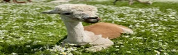 Alpaca livestock for sale: Beautiful group of coloured female alpaca and cria - Advert 8