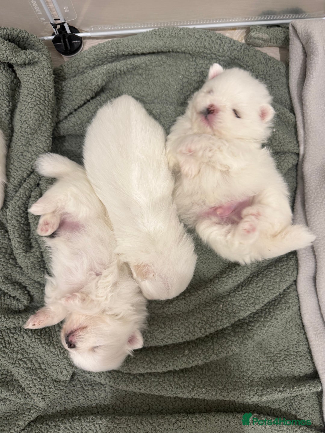 Pomeranian dogs for sale: 4 white pure bred pomerainian puppies - Advert 6