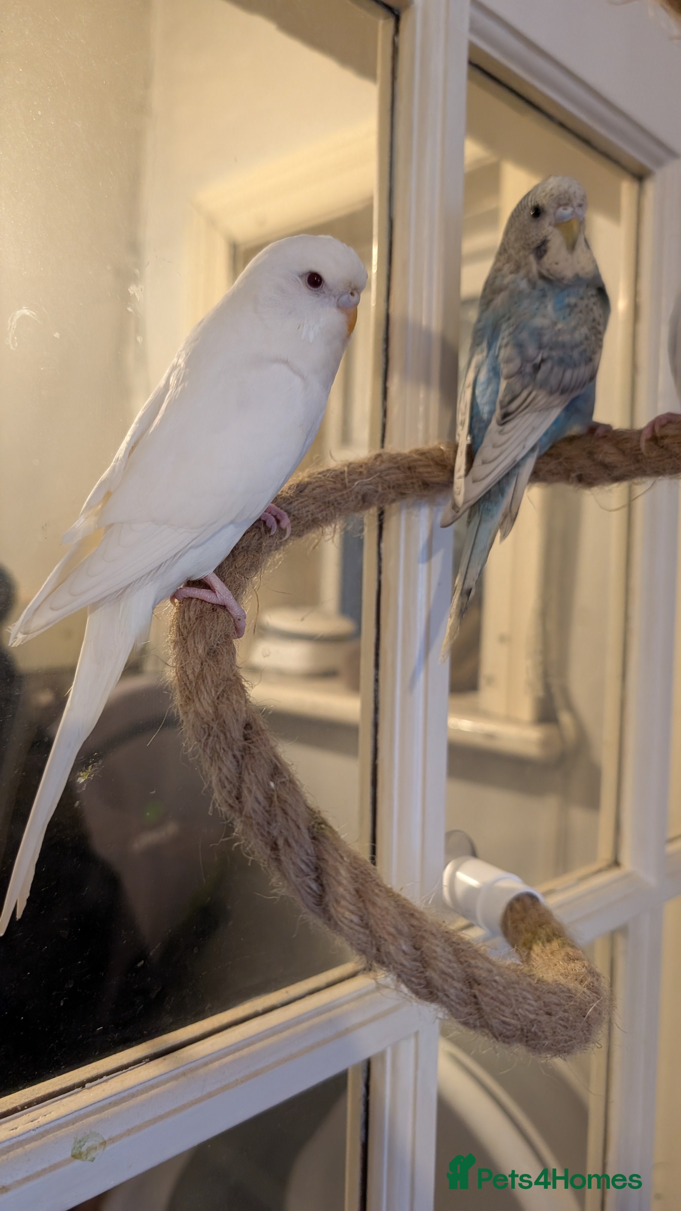 Budgerigars birds 2 Budgies and Cage - Advert 1