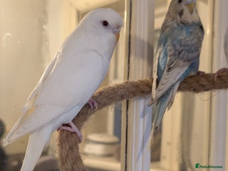 Budgerigars birds 2 Budgies and Cage - Advert 1