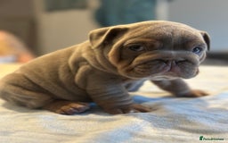 English Bulldog dogs for sale: Stunning KC Registered English Bulldog Puppies - Image 8