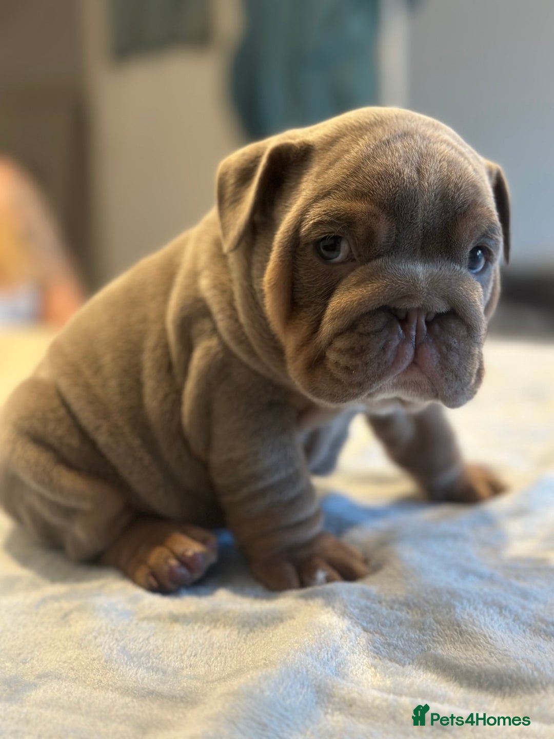 English Bulldog dogs for sale: Stunning KC Registered English Bulldog Puppies - Image 8