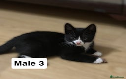 Mixed Breed cats for sale: Purrfect Little kittens Looking for Loving Homes - Image 4